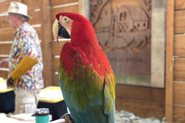 Colorful parrot sits in front of the Frog Pond Farm sign at The Oregon Birdman show.