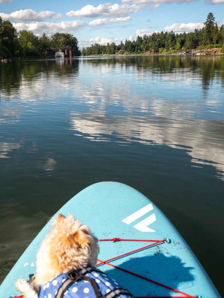 A white dog rides on a blue SUP on a calm lake