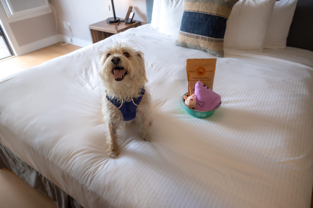 A white dog sits on a white bed.