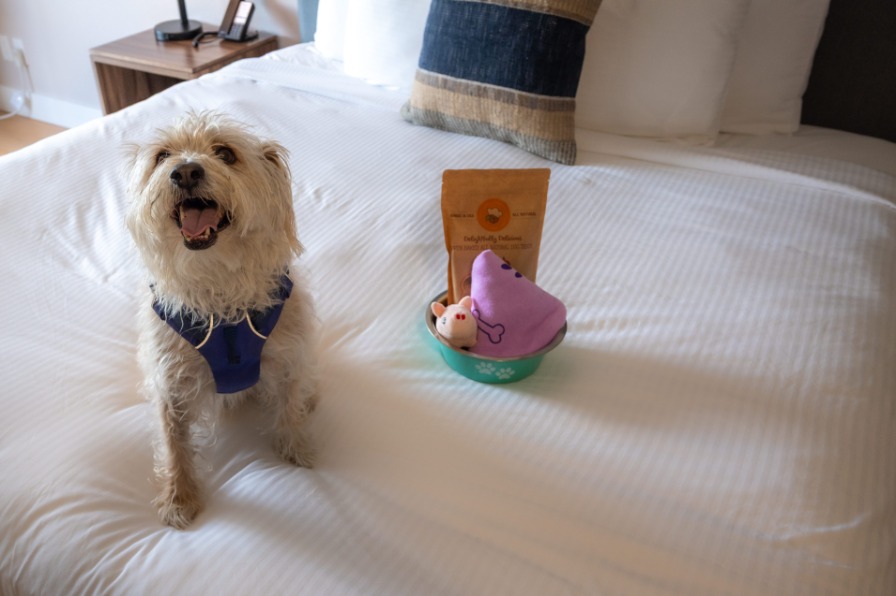 VIP Pup Package at Lakeshore Inn A white dog sits on a white bed.