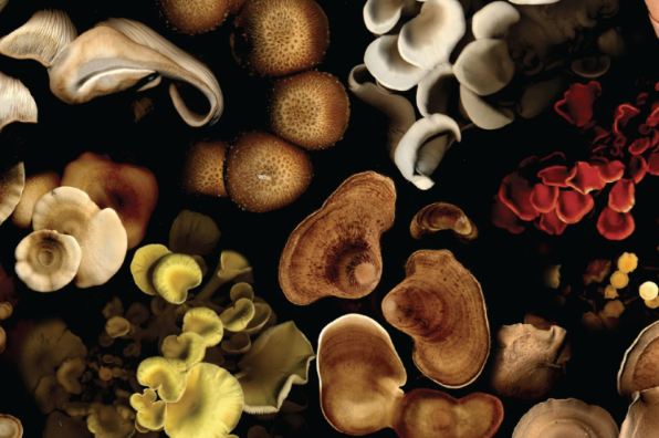 Radical Mycology Convergence