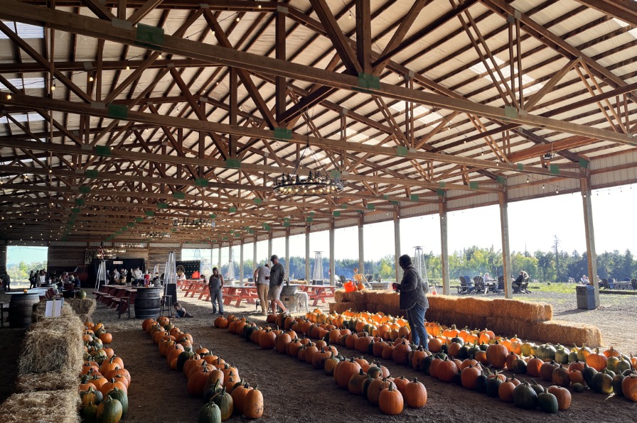 Queen Orchard Farm and Cidery Rows of orange pumpkins under a wood roof