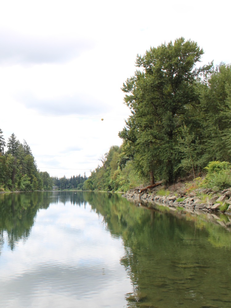 Water in a river reflects green trees