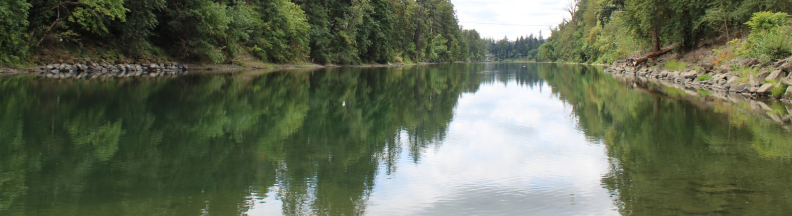 Water in a river reflects green trees