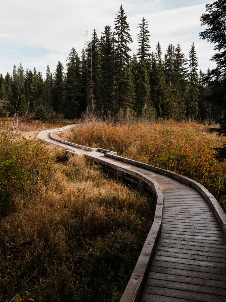 A winding wooden boardwalk leads through tall grasses and dense evergreen trees under a cloudy sky, inviting exploration of nature.