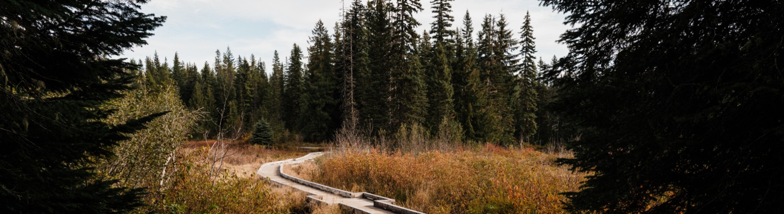 A winding wooden boardwalk leads through tall grasses and dense evergreen trees under a cloudy sky, inviting exploration of nature.