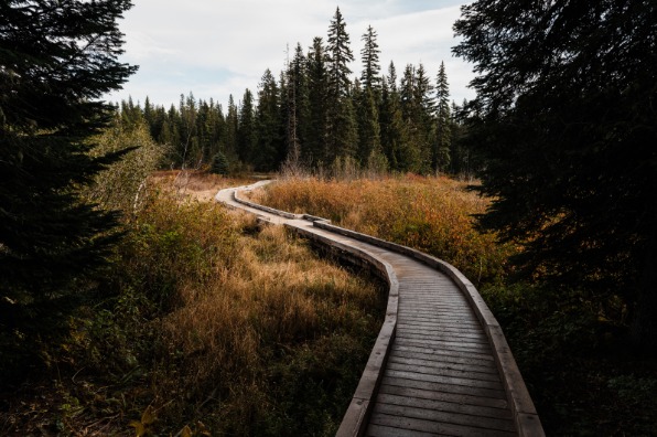 A winding wooden boardwalk leads through tall grasses and dense evergreen trees under a cloudy sky, inviting exploration of nature.