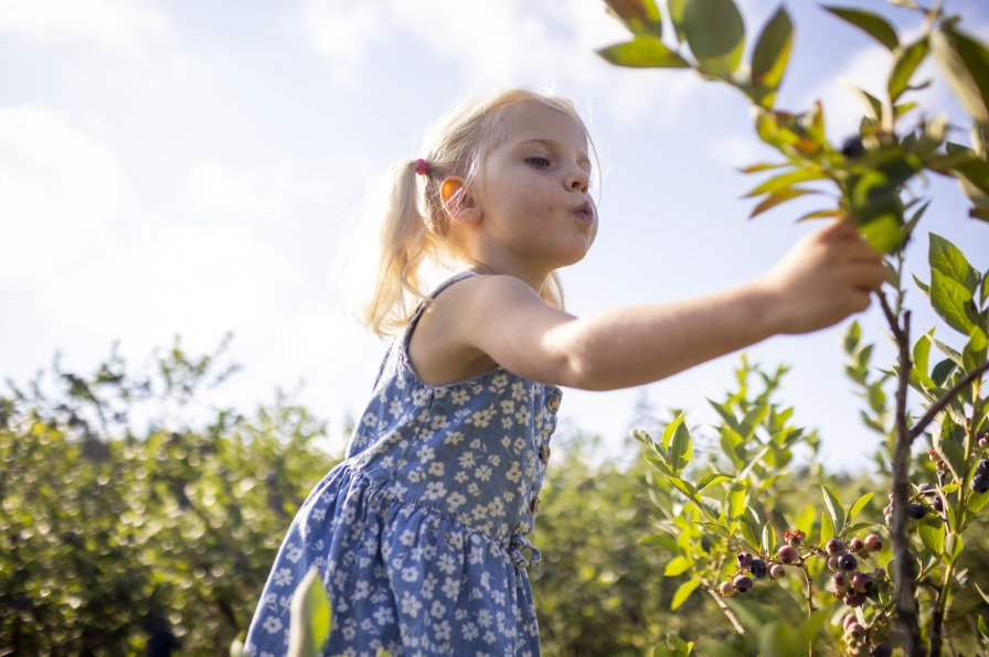 Morning Shade U-Pick A child picks a blueberry from a green branch.