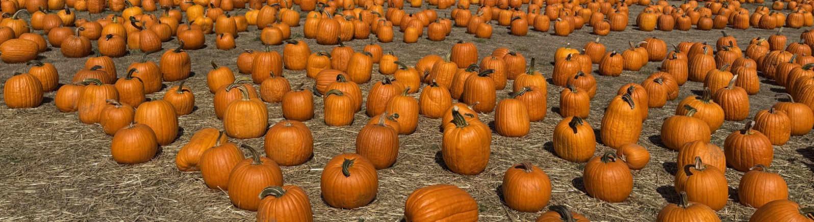 Rows of orange pumpkins on a brown field