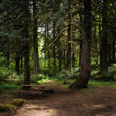 A secluded picnic area in a lush forest, featuring a wooden table surrounded by tall trees and vibrant greenery. Sunlight filters through the leaves.