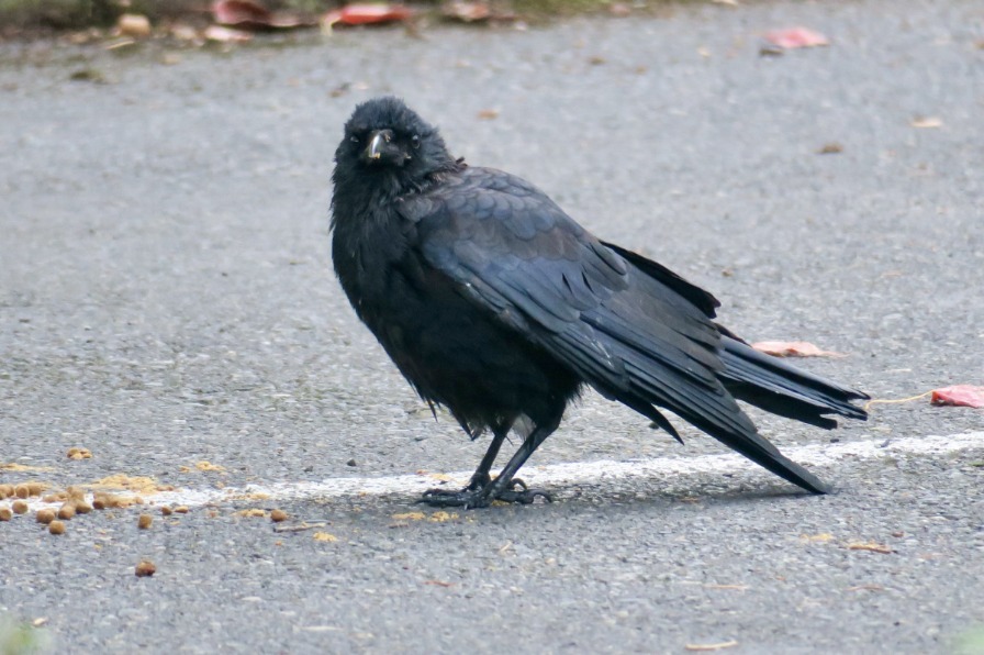 A black crow stands on grey cement