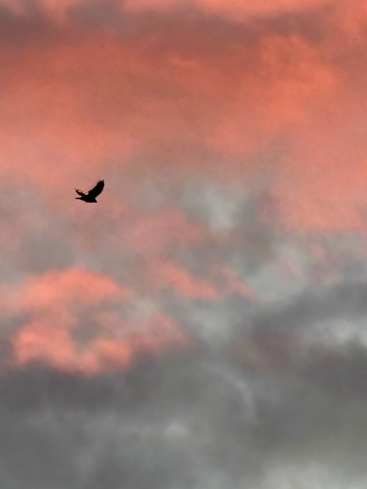 Crow in sky