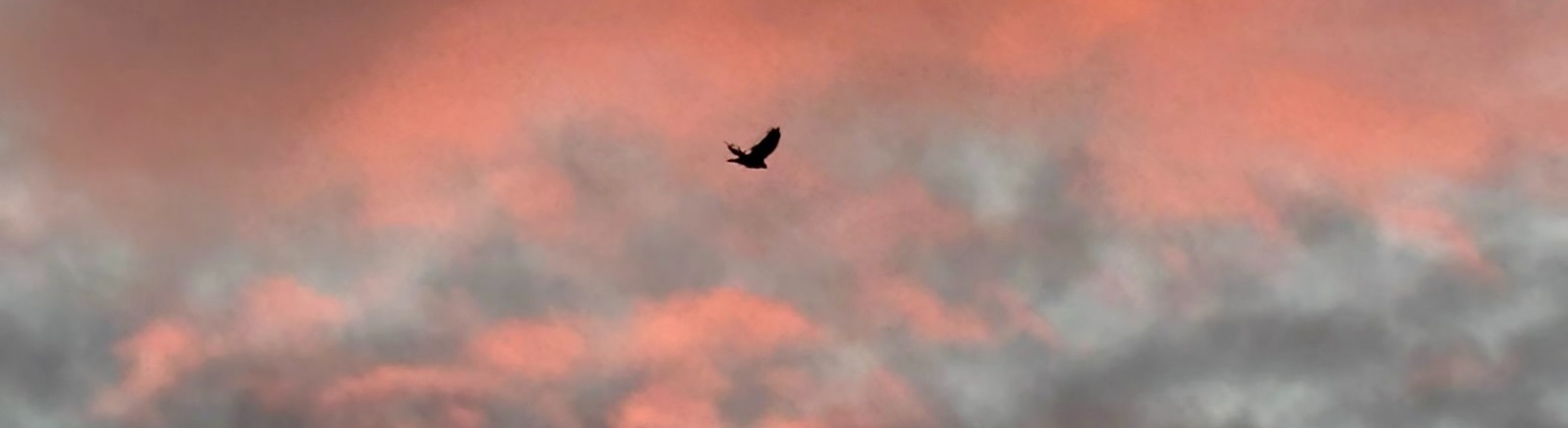 Crow in sky