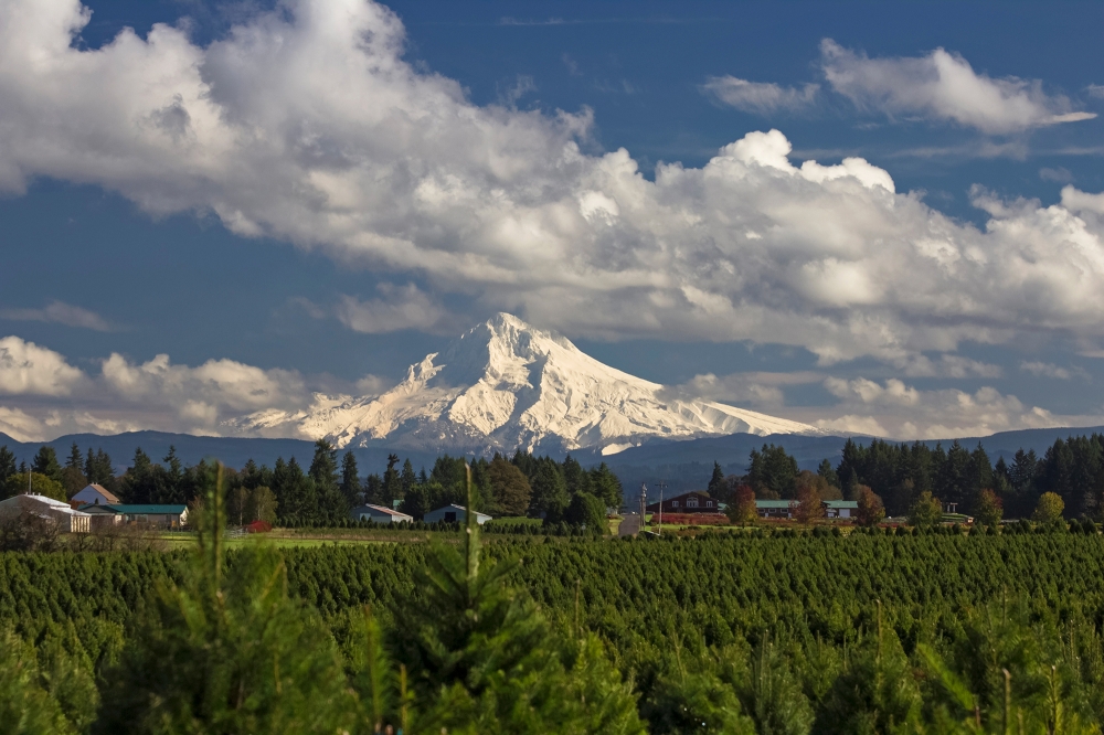 Christmas Comes From Mt Hood Territory Oregon's Mt. Hood Territory