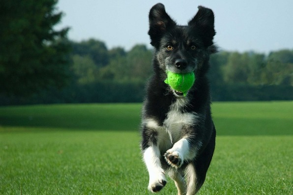 Black and white shepherd dog with green tennis ball in mouth bounds across green grassy area at dog park