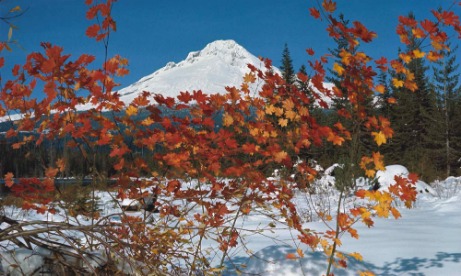 Mt. Hood and vine maples in the snow Trillium Lake Oregons Mt Hood Territory