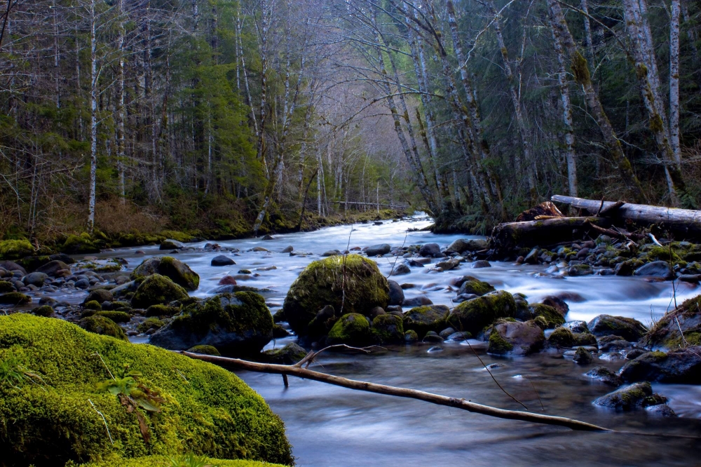 Zigzag River stop along the Pioneer Bridle Trail and historic Barlow Road. Moss covered rocks withe the Zigzag River flowing through them and forest on either side on the Pioneer Bridle Trail.