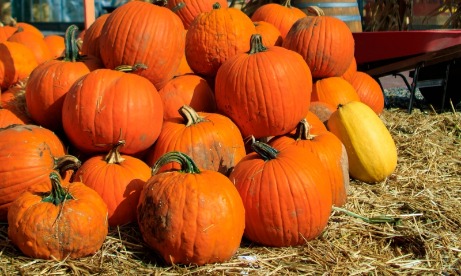 Kid Zone Play Area and a big pile of pumpkins stacked up for sale at Fir Point Farms October Harvest Festival