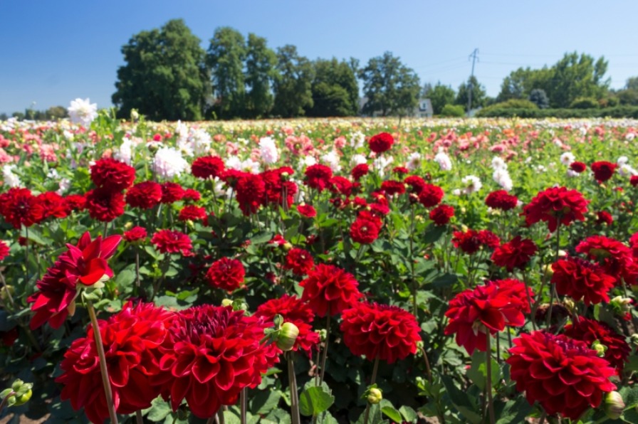 Red Dahlias at Swan Island Dahlias