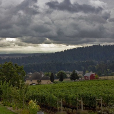 Rain from clouds over Wilsonville's Terra Vina Wines vineyard provide nourishment to the grape vines during grape growing season in oregon's mt hood territory