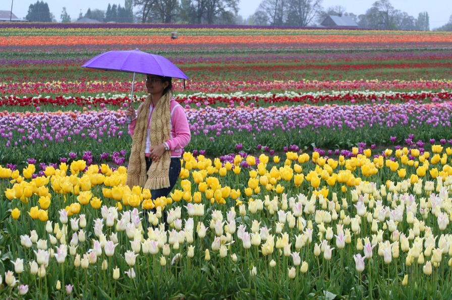 Woman with purple umbrella shielding her form rain sprinkles walks in field of multicolor tulips at Wooden Shoe Tulip Fest