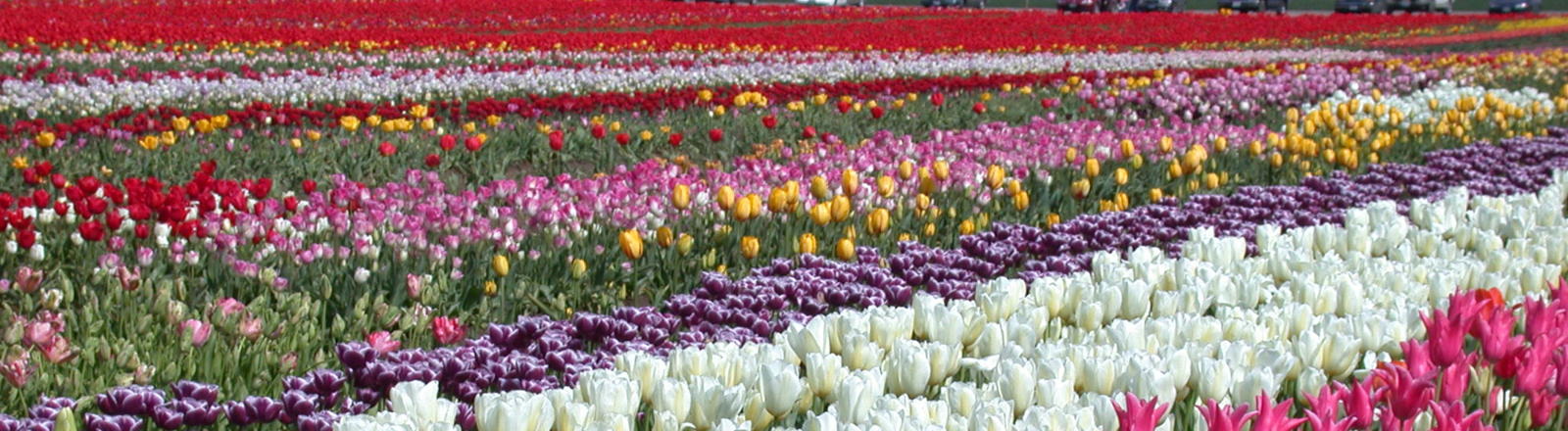 Expansive field of rows of multi-varieties of pink, white, purple, yellow and red tulips at Woodburn's Wooden Shoe tulip Fest