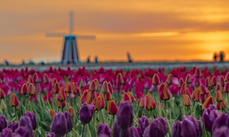 Wooden Shoe Farm purple, orange, pink and red tulips and windmill at sunrise in Mt. Hood Territory